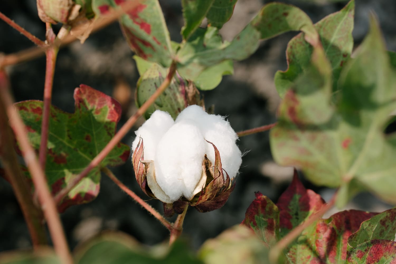 Mungo goes in search of organic cotton in Turkey