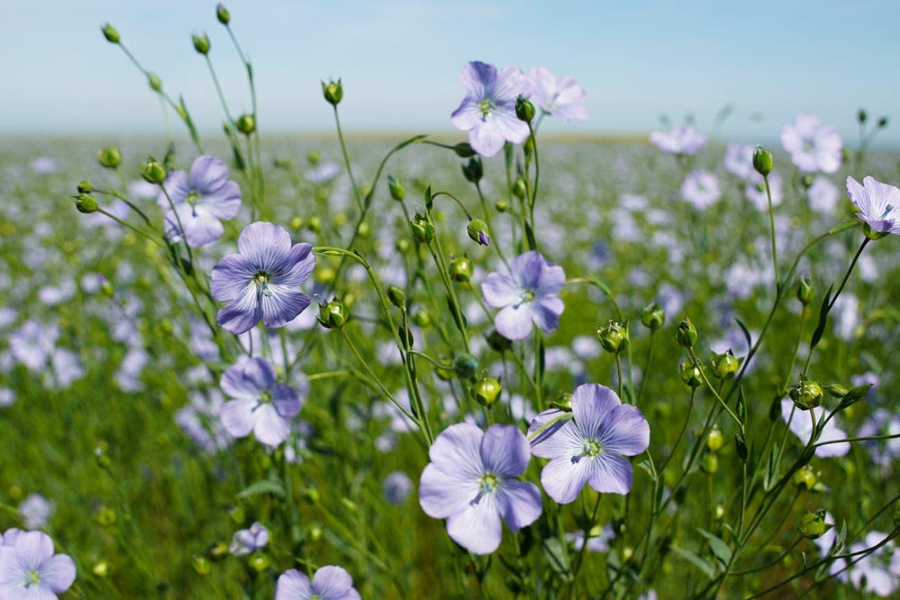 Flax Flowers in Normandy where we get our European Grown Linen which we weave at our mill in South Africa