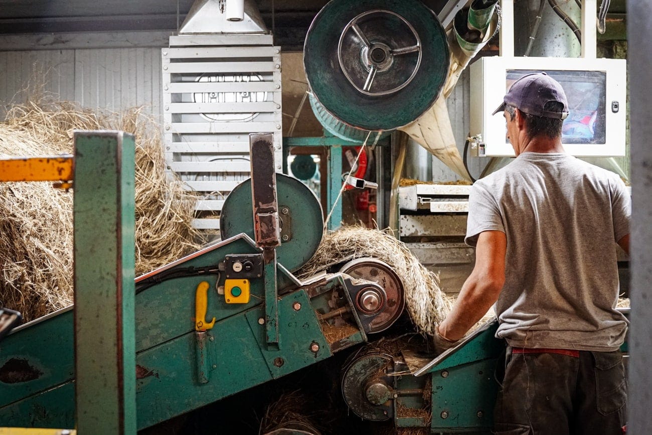 Flax being processed at the scutching mill. The raw fibre is being scutched before it is spun and sent to our mill for weaving. 