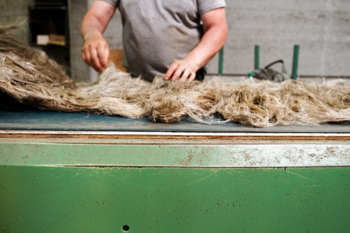 Scutching process at Terre De Lin in Normandy, France. 