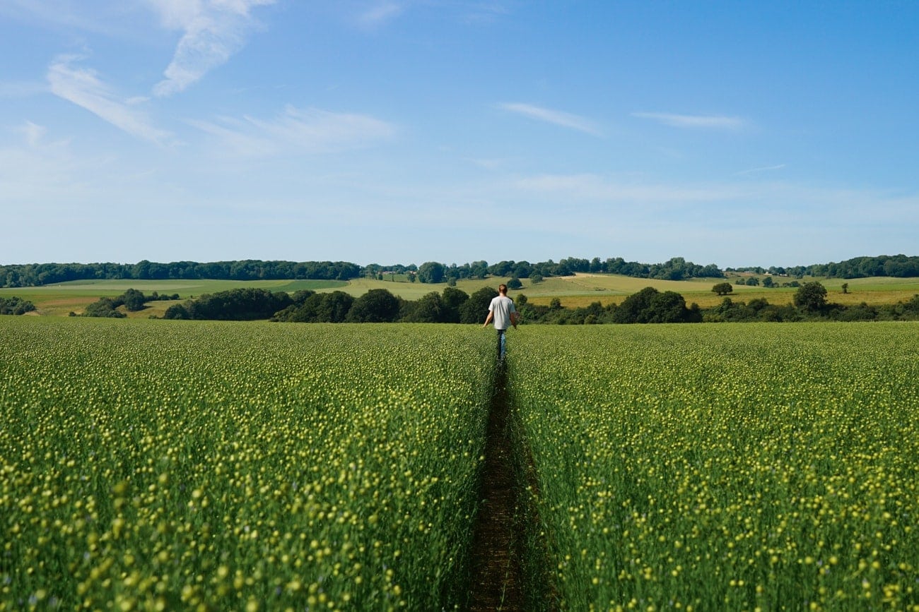 Flax Fields in France where our linen yarn is cultivated. 